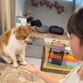数々の『芸』を覚えた猫→女の子が合図を出すと…可愛すぎるやり取りが1474…
