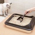 猫が『トイレ掃除を監視』してくるときの理由5つ　なにをチェックして…