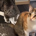 犯猫はどっち？目も覚める猫ちゃんのイタズラ！