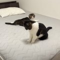 暑すぎるので1年ぶりに『ひんやり布団』を出してみたら、猫が…思わず笑っ…