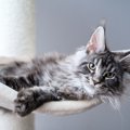 猫にとって「良い家」の4つの条件とは？愛猫に心地よく暮らしてもらうため…