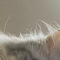 横になっていたらリモコンが落ちてきて…見上げると→猫の『まさかの表情』…