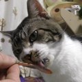 興味ある？ない？猫ちゃんの態度の違いが分かりやすい！