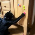 足におもちゃがくっついた黒猫→取ってあげようとした結果…『ハプニングの…