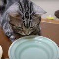 あれは誰？水面を覗き込む猫ちゃん