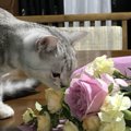 猫から甘い匂いがする理由３つ