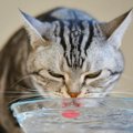 猫の危険な『水分不足』サイン4つ　発見時直ぐにすべきこととは