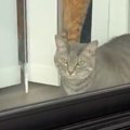 すっぴんで窓際にいる猫に近づいたら…飼い主さんショックの『まさかの…