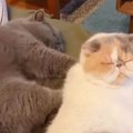 妹猫に『圧強めなマッサージ』を兄猫がした結果…「私もしてほしいｗ」…