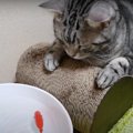 本物そっくりなお魚ロボットに釘付けな猫ちゃん♡