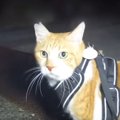 『大スキなおっちゃんとの再会』で……猫が見せた『可愛すぎる行動』が123万…