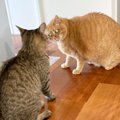 「ブチギレ確定！？」猫ちゃんを完全に怒らせてしまうとこんな顔にな…