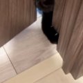 何としてでも部屋の中に入りたい猫→『顔』を使って……必死な様子に笑ってし…