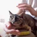 『ママの膝のうえが大好きな子猫』無理やり下ろしてみたら…尊すぎる反応に…