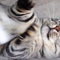 『この遊び方も楽しいニャ』横着して遊ぶ猫ちゃん