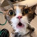 トリミング中、『必死に助けを求めていた猫』→数分後……まさかの『変化』に…