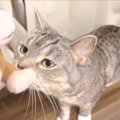 猫ちゃんが目をつけたのは…抱きつくお猿のぬいぐるみ？！