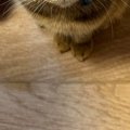 朝、パンを食べていると足元で猫たちが…微笑ましい光景に１万いいね「ちっ…