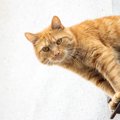 猫の『脱走』を防ぐ簡単な対策法5つ！失敗しないためのポイントとは