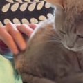 『赤ちゃんみたい』大好きなパパに撫でてもらった猫→次の瞬間…想像以…
