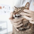 猫の『牙がはみ出ている』ときに考えられる原因6つ　放置しても大丈夫？受…