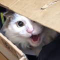 飼育放棄された猫ちゃんが心を開くまで