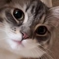 子猫にカメラを向けたら…アイドルのような『ファンサ』が可愛すぎると…