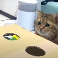 猫ちゃん専用！手作りもぐら叩きゲームに挑戦♡