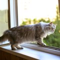 猫が『外に出ようとする』ときの対処法4つ　出すべきではない理由や脱走を…