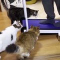 別に体重気にしてませんけど！？ランニング器具に乗りたかった猫ちゃ…