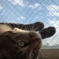 青空の下で転がる猫ちゃんに起きたプチハプニング！