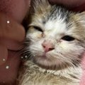 雑木林で必死に生きていた『オイルまみれの子猫』を保護した結果…涙な…
