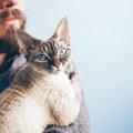 やりすぎはよくない？猫に尽くしすぎるデメリット５つ