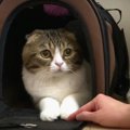 飼い主さんのお出迎え！息子猫に先を越されて拗ねちゃったパパ猫