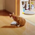 猫ちゃんの元カノ？！ラブラブな現場を目撃…♡