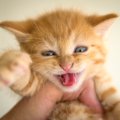 子猫が「シャー」を言うようになる時期