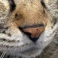 キジトラ猫の頭の毛を『逆撫で』したら…まさかのヘアスタイルと『表情』に…