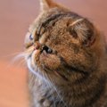 『丸っとしたフォルム』が魅力的な猫種7選　それぞれの特徴や飼育のコツも…