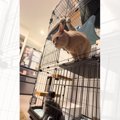 寝そべりながら猫のことを撮影していたら…『思わぬ瞬間』に爆笑の声が続出…