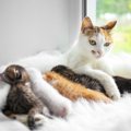 親猫が子猫を食べるのは本当？考えられる７つの理由