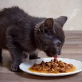 猫が『鳴きながらご飯を食べる』のはなぜ？考えられる3つの理由　なんと言…