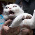 『パニック状態の猫』にやってはいけないNG行為3選　起こりうるリスクや安…
