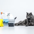猫に『消毒液』が危険すぎる3つの理由　起こりうるトラブルから安全対…