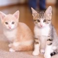 猫は『被毛の色や柄』で性格が変わる？5つのタイプと傾向、その理由も