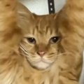 ふとキャットタワーのほうを見てみたら、猫が……『思わぬ状態』に爆笑が止…