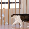 猫を病院へ連れて行くべき5つの危険サイン