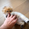 猫が『飼い主の指を吸う』3つの理由　やめさせる必要はあるの？