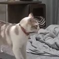 近づいてきた猫→飼い主に向かって突然『ハッハーン』と…『驚きの瞬間』が5…