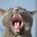 愛猫の歯も痛いが、飼い主の財布も痛い！噛み癖が高じて「1本73万円の…