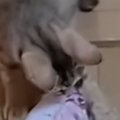 家に帰って『子猫たちがいる部屋』を見たら…思わず笑ってしまう『とん…